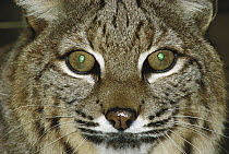 Bobcat (Lynx rufus) close-up portrait showing reflective green tapetum lucidum in eyes, Oregon