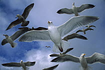 Western Gull (Larus occidentalis) flock flying over the Oregon coast