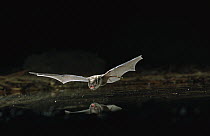 Long-legged Myotis (Myotis volans) bat, flying over pond, Deschutes National Forest, Oregon