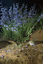 Western Harvest Mouse (Reithrodontomys megalotis) foraging on delphinium flowers at night at the Nature Conservancy Zumwalt Prairie Reserve, Oregon
