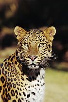 Amur Leopard (Panthera pardus orientalis) portrait, native to the Amur River Valley, Siberia, Manchuria and Korea