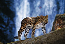 Amur Leopard (Panthera pardus orientalis) portrait, native to the Amur River Valley, Siberia, Manchuria and Korea