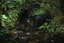 Black Bear (Ursus americanus) at night shot with a remote camera, de-commissioned army camp, Bonneville, Washington