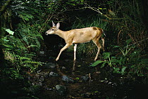 Mule Deer (Odocoileus hemionus) crossing stream at night shot with remote camera, de-commissioned army Camp Bonneville, Washington