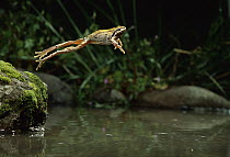 Pacific Chorus Frog (Pseudacris regilla) jumping into pond, Oregon