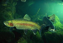 Rainbow Trout (Oncorhynchus mykiss) pair underwater in Utah, a popular game fish native to coastal streams of the western US and introduced into the eastern US and worldwide