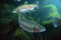 Rainbow Trout (Oncorhynchus mykiss) pair underwater in Utah, a popular game fish native to coastal streams of the western US and introduced into the eastern US and worldwide