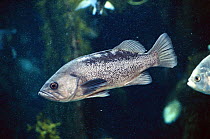 Black Rockfish (Sebastes melanops), native to the Pacific coast of North America, commercial species often sold as Snapper