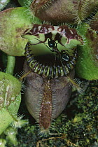 Albany Pitcher Plant (Cephalotus follicularis) insectivorous plant with ant on edge of pitcher, native to the southern coast of Western Australia