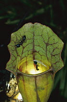Venosa Pitcher Plant (Sarracenia purpurea venosa) with ants on edge of pitcher, an insectivorous plant native to swampy bogs of the southeastern US