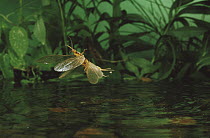 Golden Stonefly (Calineuria sp) female dipping into water to lay eggs, Metolius River, Oregon