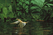 Golden Stonefly (Calineuria sp) female dipping into water to lay eggs, Metolius River, Oregon