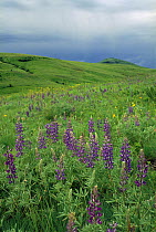 Tallcup Lupine (Lupinus caudatus) with spring blooms on the Zumwalt Prairie, owned by The Nature Conservancy, Oregon