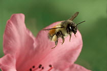 Bumblebee (Bombus huntii) with full pollen baskets, flies from a Rhododendron flower, northeast Oregon