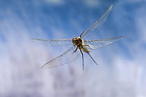 Spiny Baskettail (Epitheca spinigera) dragonfly female flying, coastal mountain near Florence, Oregon
