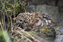 Blue Grouse (Dendragapus obscurus) newly hatched chick, hiding in rock scree, northeast Oregon