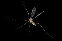 Crane Fly (Tipula sp) flying at night, temperate coastal rainforest, Oregon