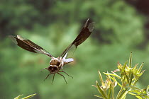 Common Whitetail (Libellula lydia) male flying, photographed with a high-speed camera system in the coastal mountains of Oregon, near Florence, Oregon