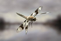 Eight-spotted Skimmer (Libellula forensis) dragonfly male flying, photographed with a high-speed camera system in the coastal mountains of Oregon, near Florence
