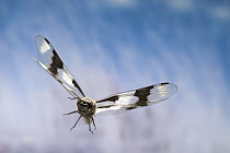 Eight-spotted Skimmer (Libellula forensis) dragonfly male flying, photographed with a high-speed camera system in the coastal mountains of Oregon, near Florence