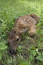 American Elk (Cervus elaphus nelsoni) male newborn calf less than 24 hours old Newborn calves like this one will lay still and do their best to hide when a threat is perceived, Sled Springs Elk Study...