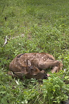 American Elk (Cervus elaphus nelsoni) male newborn calf less than 24 hours old Newborn calves like this one will lay still and do their best to hide when a threat is perceived, Sled Springs Elk Study...