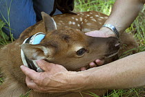 American Elk (Cervus elaphus nelsoni) two day old calf is outfitted with a radio collar by biologist Scott Findholdt with the Oregon Department of Fish and Wildlife, Sled Springs Study Area, northeast...