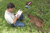 Oregon Division of Fish and Wildlife biologist Pat Matthews collects data on a newborn Elk (Cervus elaphus) calf in the Sled Springs Elk Study Area, the calf will be radio collared so that its movemen...