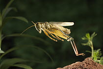 Two-striped Grasshopper (Melanoplus bivittatus) adult female jumping, Deschutes National Forest, Oregon