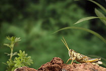 Two-striped Grasshopper (Melanoplus bivittatus) adult female just before she jumps, Deschutes National Forest, Oregon
