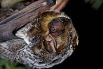 Hoary Bat (Lasiurus cinereus) close-up portrait, northern Oregon