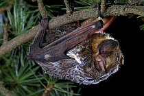 Hoary Bat (Lasiurus cinereus) climbing through a Douglas Fir (Pseudotsuga menziesii) branch, the Hoary Bat Will often roost in the branches of trees in more exposed areas than is typical for most bats...