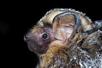 Hoary Bat (Lasiurus cinereus) portrait, northern Oregon