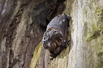 Hoary Bat (Lasiurus cinereus) day roosting inside a tree snag, northern Oregon