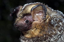 Hoary Bat (Lasiurus cinereus) male portrait, northern Oregon