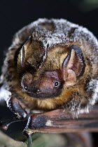 Hoary Bat (Lasiurus cinereus) male portrait, northern Oregon