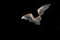 Hoary Bat (Lasiurus cinereus) male flying at night, near pine creek in the John Day Fossil Beds National Monument, Clarno Unit, Oregon