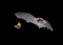 Little Brown Bat (Myotis lucifugus) pursues a forest moth, the mouth is open to allow the bat to echolocate when a moth is caught, it is scooped up in the wing and then delivered to the mouth, digital...