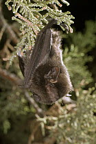 Silver-haired Bat (Lasionycteris noctivagans) roosting in Juniper tree near Drake Creek in Lake County, Oregon