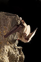Townsend's Big-eared Bat (Corynorhinus townsendii) male roosting on a rock, John Day Fossil Beds National Monument, Clarno Unit, Oregon