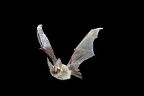 Townsend's Big-eared Bat (Corynorhinus townsendii) flying at night, John Day Fossil Beds National Monument, Clarno Unit, Oregon