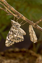 Painted Lady (Vanessa cardui) butterfly freshly emerged from its chrysalis drying its wings, North America. Sequence 11 of 12