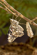 Painted Lady (Vanessa cardui) butterfly freshly emerged from its chrysalis drying its wings, North America. Sequence 12 of 12