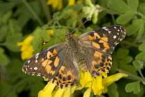 Painted Lady (Vanessa cardui) butterfly on garden flowers, North America