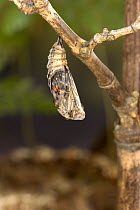 Painted Lady (Vanessa cardui) butterfly chrysalis becoming transparent with butterfly ready to emerge, North America. Sequence 2 of 12