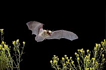 Western Pipistrelle (Pipistrellus hesperus) bat flying over desert scrub, near Pine Creek in the John Day Fossil Beds National Monument, Clarno Unit, Oregon, this is the smallest bat found north of Me...