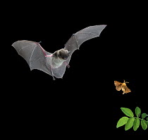 Yuma Myotis (Myotis yumanensis) bat, male capturing a forest moth, Oregon