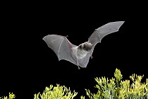 Yuma Myotis (Myotis yumanensis) bat, male flying over rabbit brush in high desert near Silver Creek in central Oregon