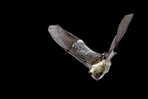 Yuma Myotis (Myotis yumanensis) bat, female flying, Drake Creek, Lake County, Oregon