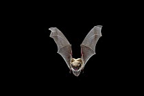 Yuma Myotis (Myotis yumanensis) bat, female flying, Drake Creek, Lake County, Oregon